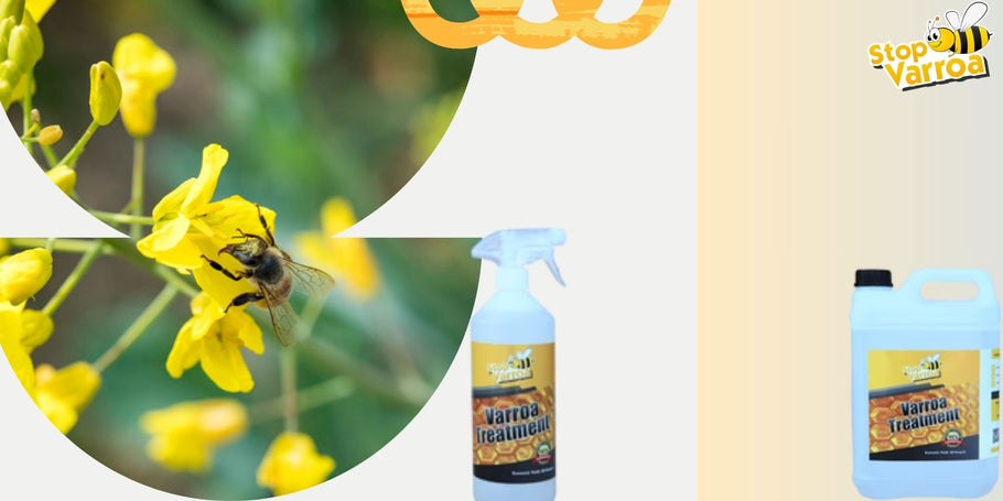 Anticiper la présence de Varroa et protéger efficacement nos abeilles
