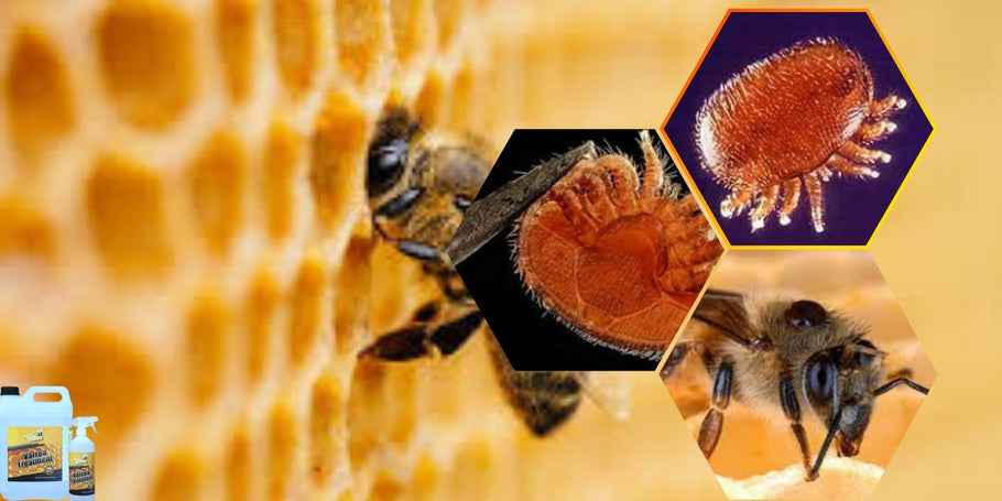 Comment protéger vos abeilles contre les varroas ?