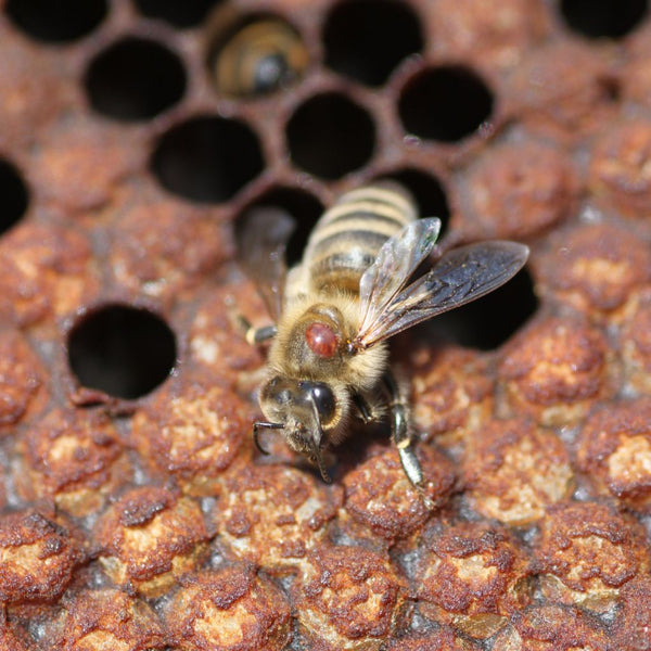 Sauvons les abeilles : Tout savoir sur le Varroa et ses dangers