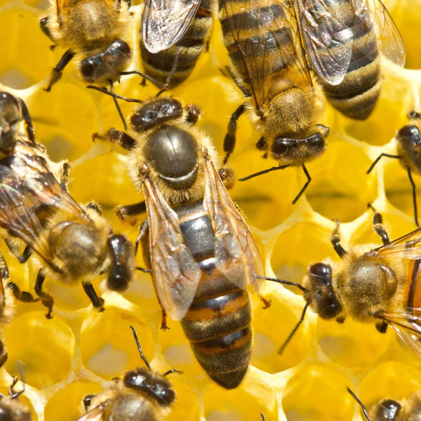 5 Astuces essentielles pour lutter contre le varroa et sauver vos colonies d'abeilles