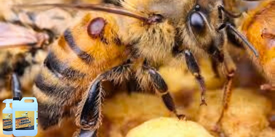 Innovation dans la protection des abeilles : le produit anti-Varroa qui change la donne