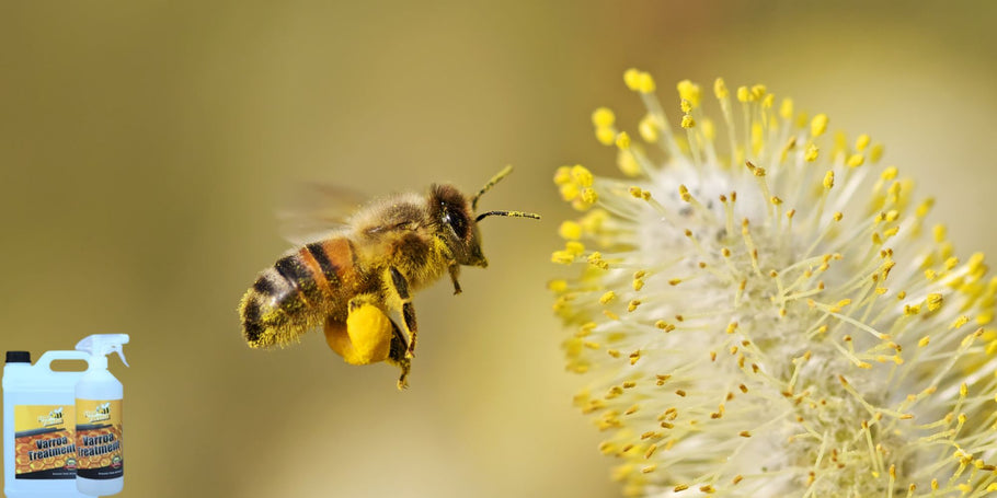 L'acarien Varroa : Un ennemi invisible des ruches