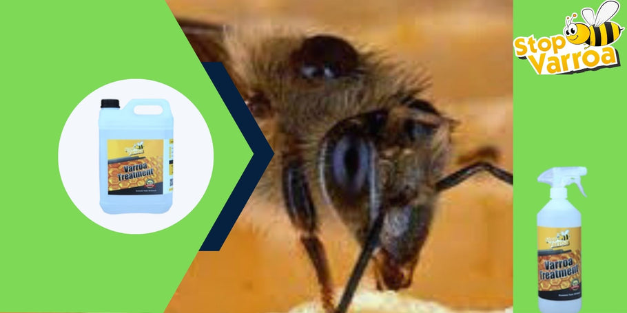 Révolution anti-Varroa : La solution qui va sauver vos abeilles