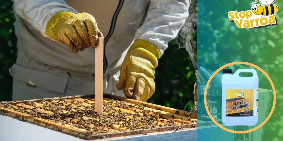 Traitement Varroa : À quel moment faut-il agir pour sauver vos abeilles ?