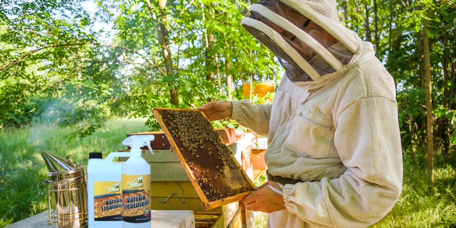 Varroa : menace pour les abeilles, solutions pour les apiculteurs