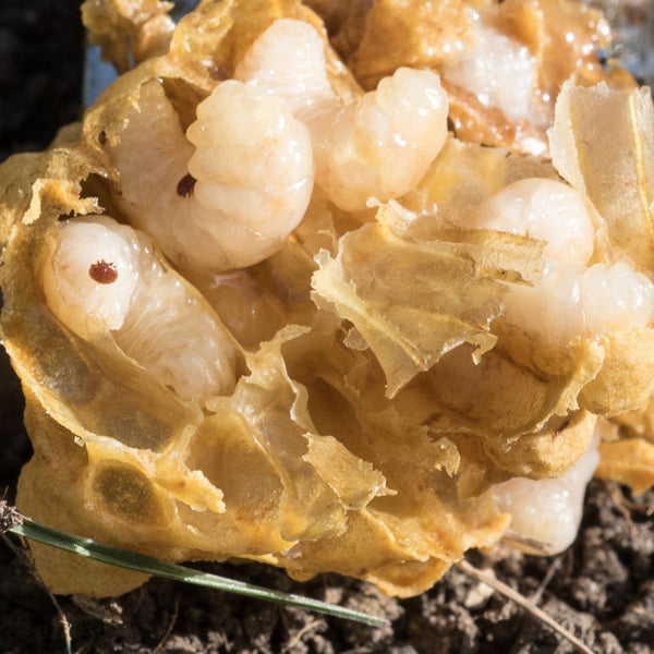 Alerte apiculteurs : Le varroa est à vos portes !