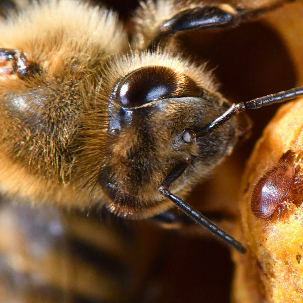 Les produits et méthodes les plus efficaces contre le Varroa